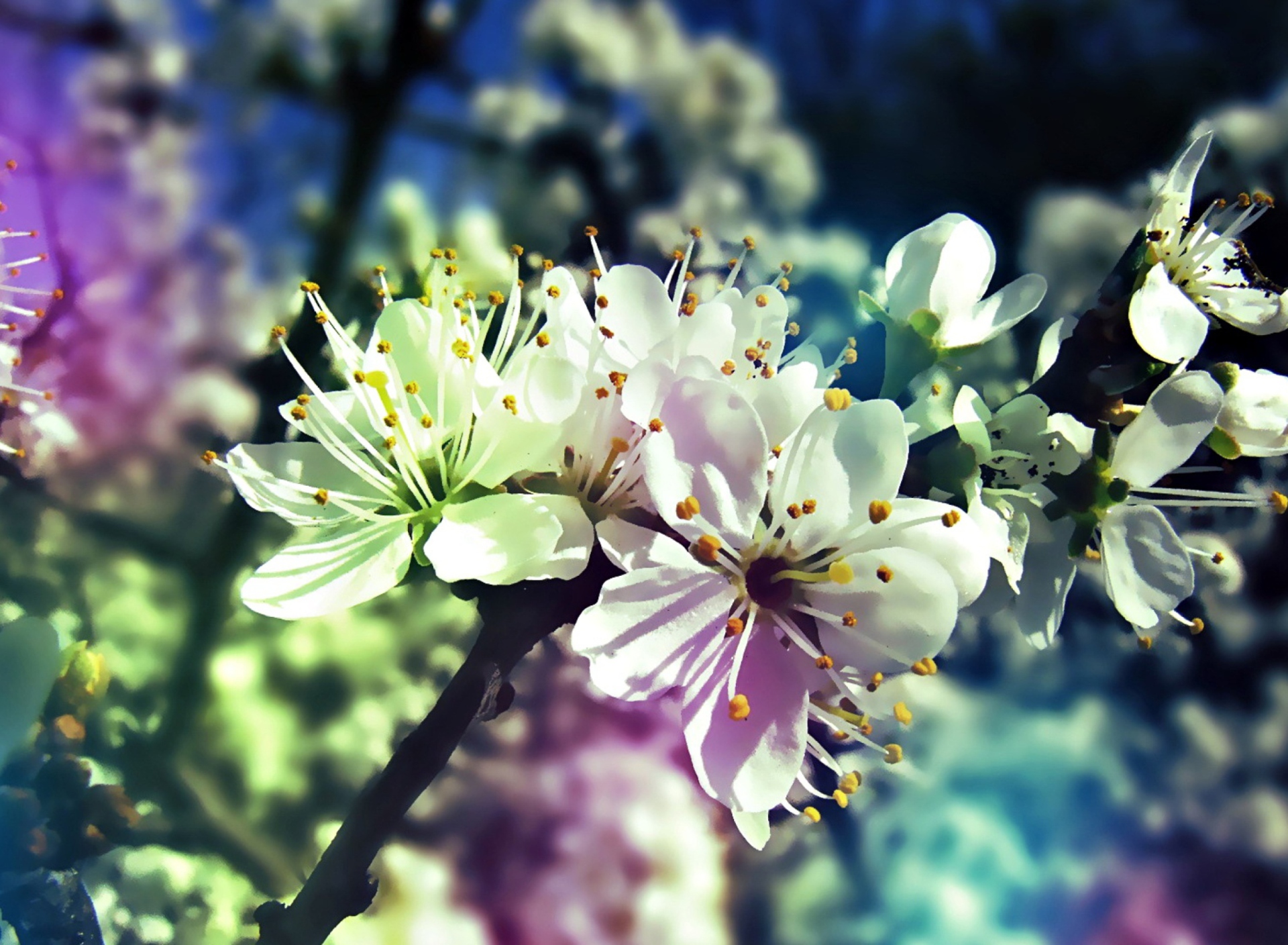 Blooming Cherry Tree wallpaper 1920x1408