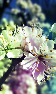 Screenshot №1 pro téma Blooming Cherry Tree 240x400