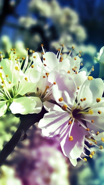 Blooming Cherry Tree screenshot #1 360x640