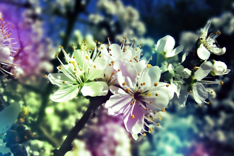 Screenshot №1 pro téma Blooming Cherry Tree 480x320