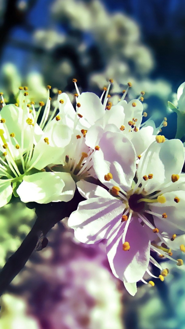 Fondo de pantalla Blooming Cherry Tree 640x1136