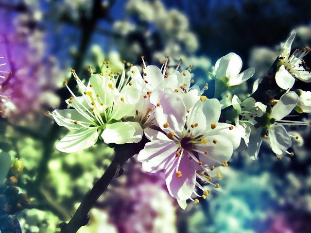 Обои Blooming Cherry Tree 640x480