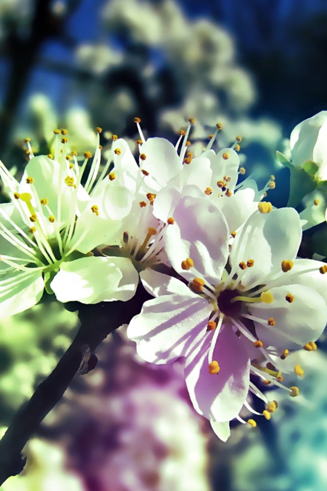 Blooming Cherry Tree screenshot #1 640x960