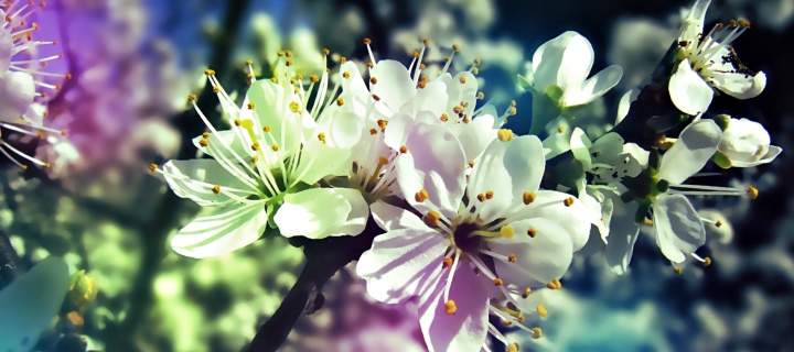 Blooming Cherry Tree screenshot #1 720x320