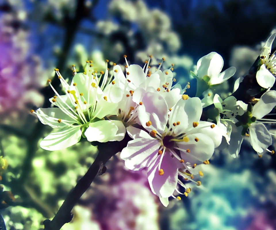Das Blooming Cherry Tree Wallpaper 960x800