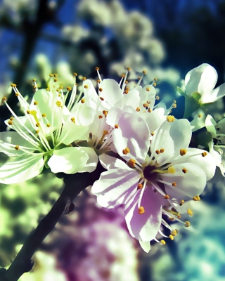 Blooming Cherry Tree - Obrázkek zdarma pro 132x176