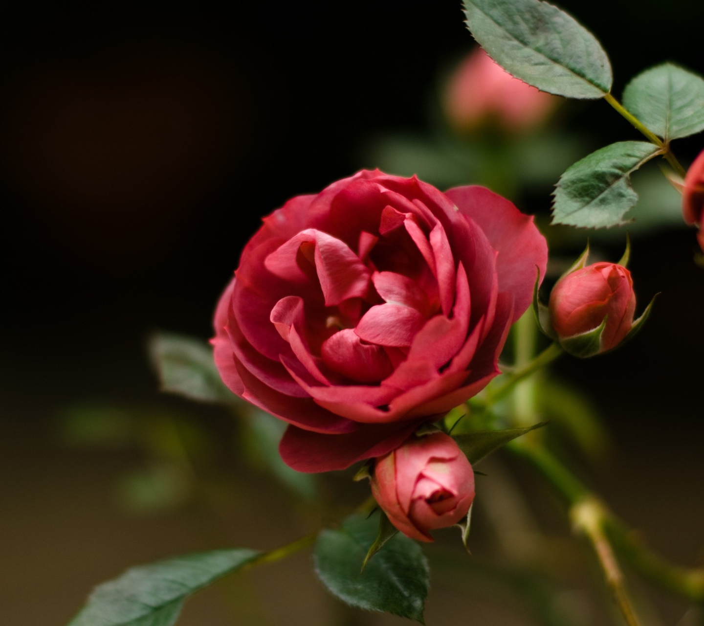 Sfondi Wild Rose 1440x1280