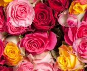 Fondo de pantalla Colorful Roses 5k 176x144