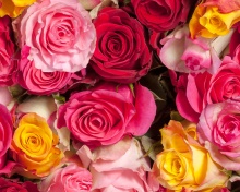 Fondo de pantalla Colorful Roses 5k 220x176
