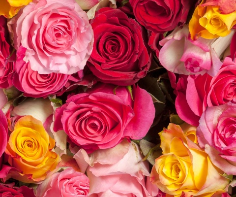 Fondo de pantalla Colorful Roses 5k 480x400