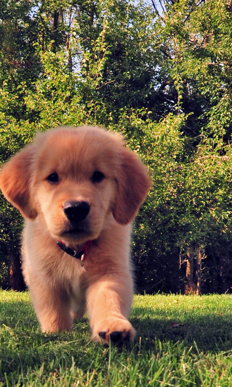 Funny Puppy wallpaper 768x1280