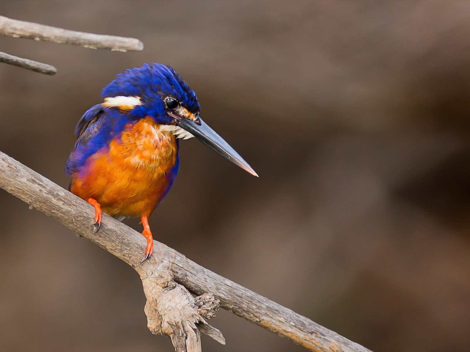 Fondo de pantalla Orange And Blue Bird 1600x1200