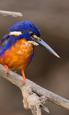 Orange And Blue Bird wallpaper 240x400