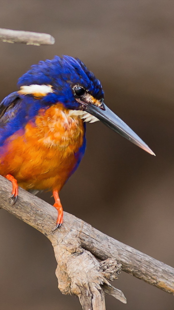 Orange And Blue Bird wallpaper 360x640