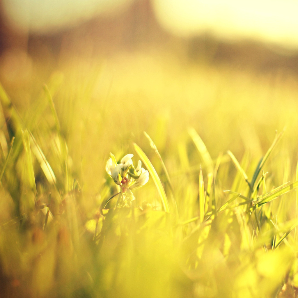 Macro Grass on Meadow screenshot #1 1024x1024