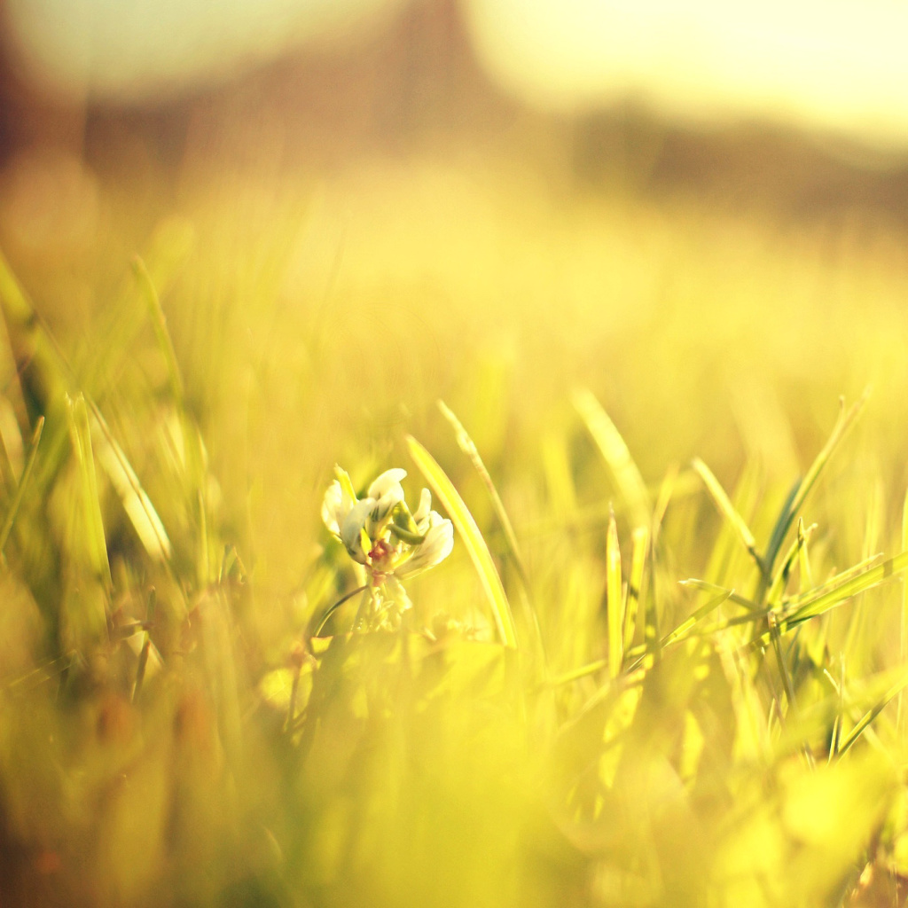 Macro Grass on Meadow wallpaper 1024x1024