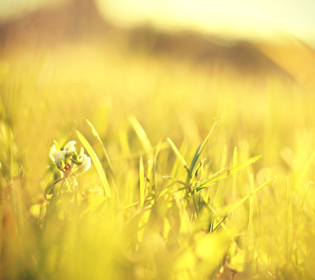 Macro Grass on Meadow wallpaper 1080x960