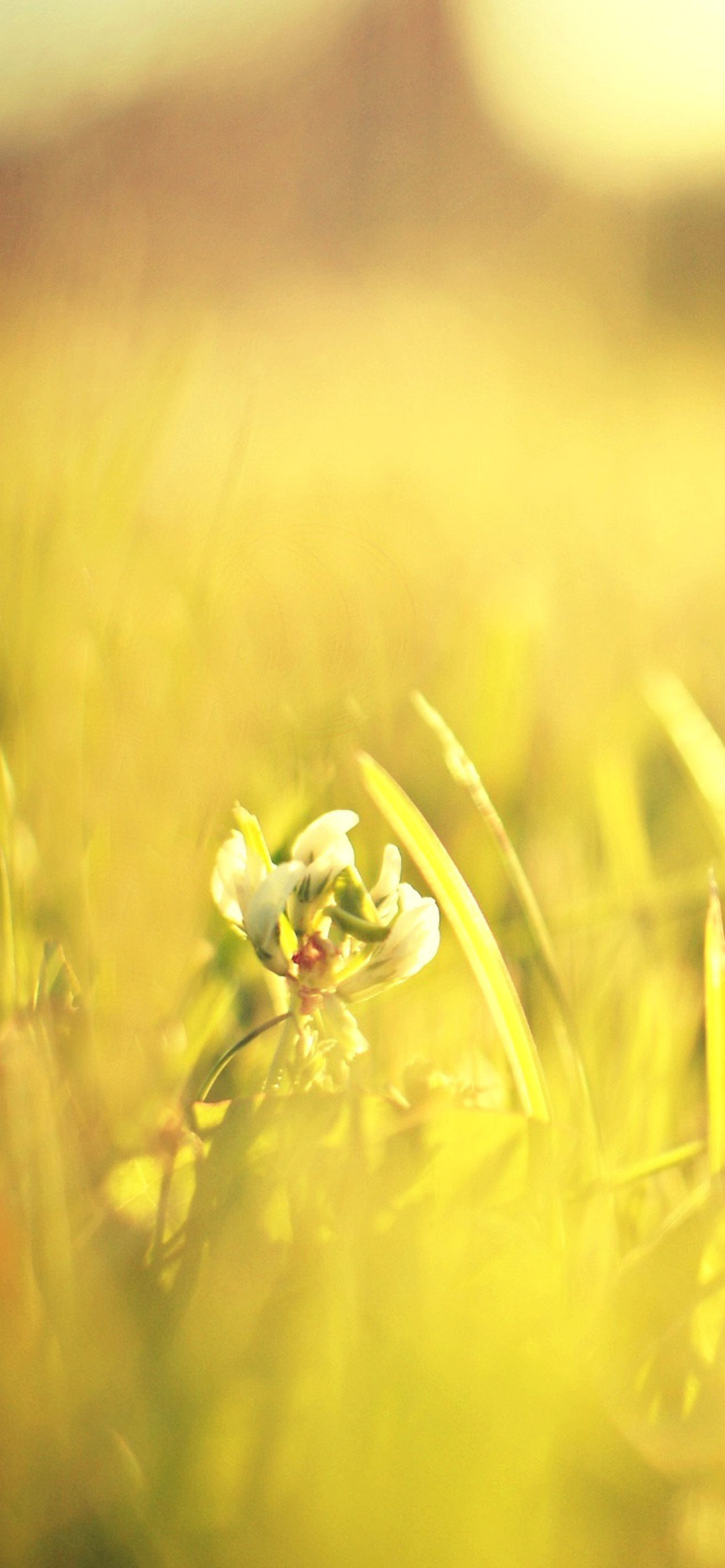 Macro Grass on Meadow screenshot #1 1170x2532