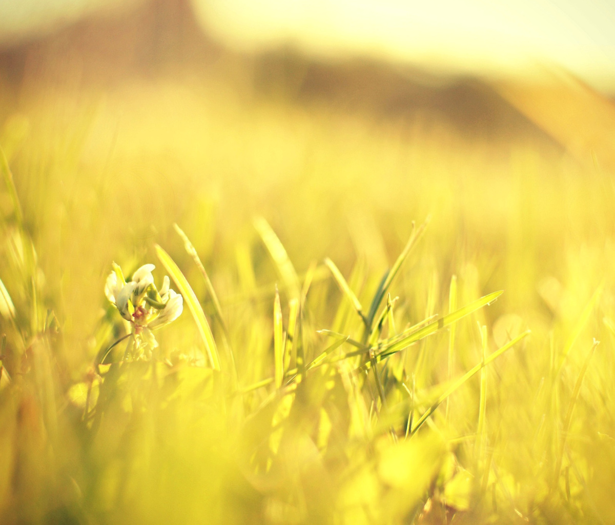 Das Macro Grass on Meadow Wallpaper 1200x1024