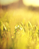 Das Macro Grass on Meadow Wallpaper 128x160