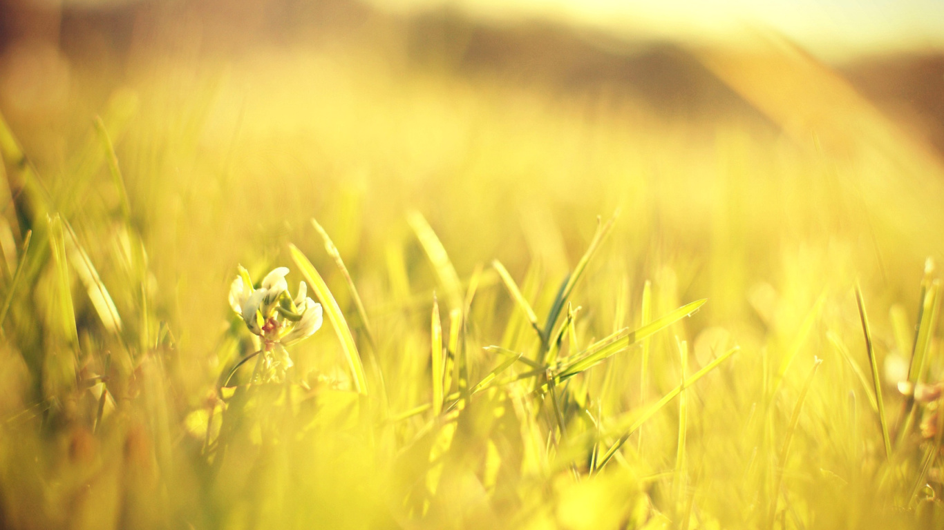 Macro Grass on Meadow wallpaper 1366x768