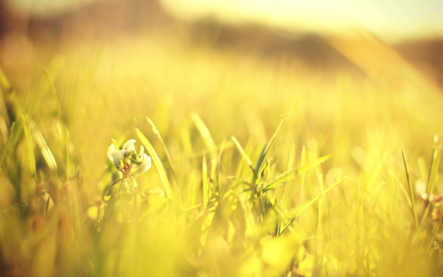 Обои Macro Grass on Meadow 1440x900