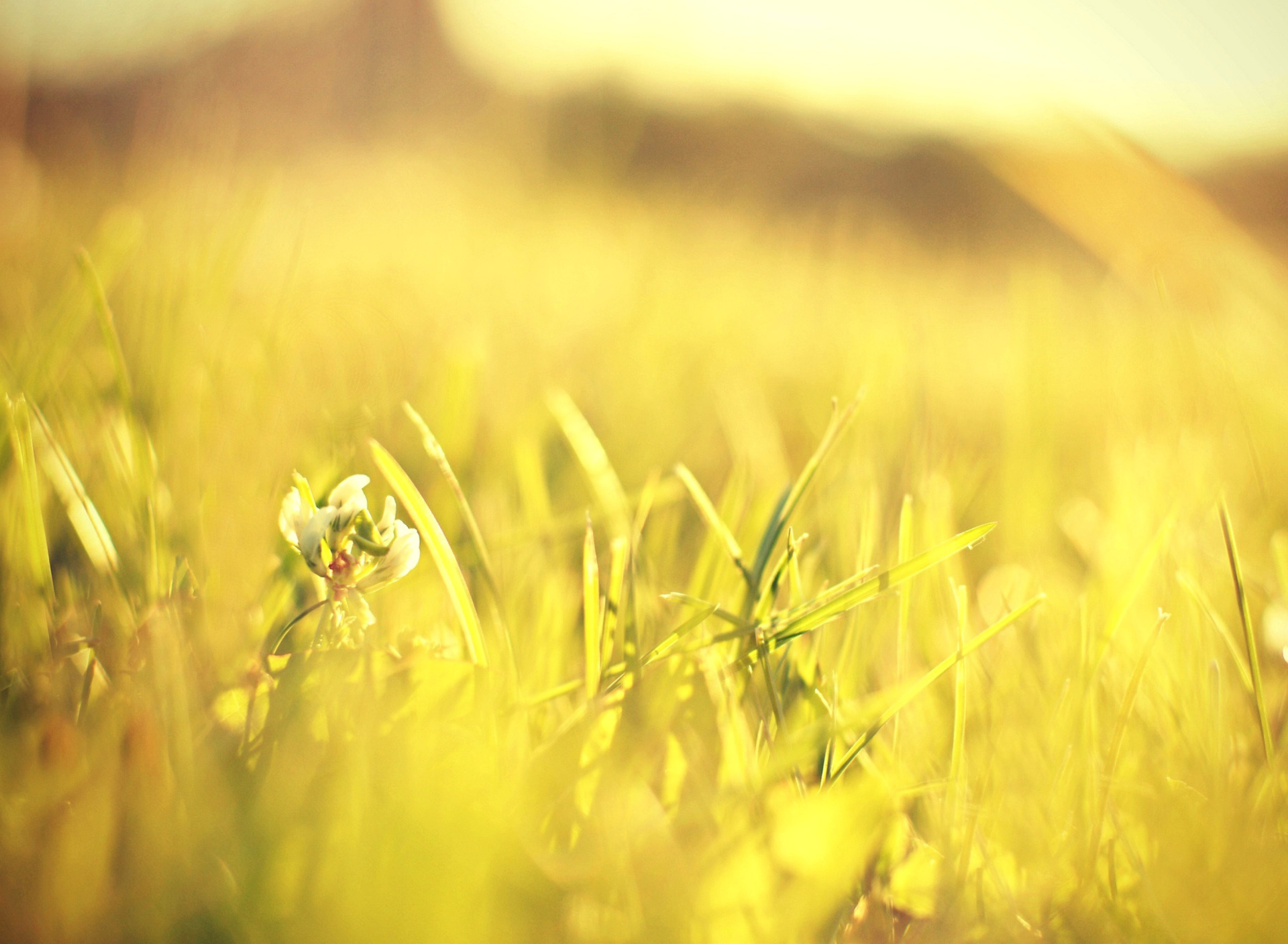 Macro Grass on Meadow wallpaper 1920x1408