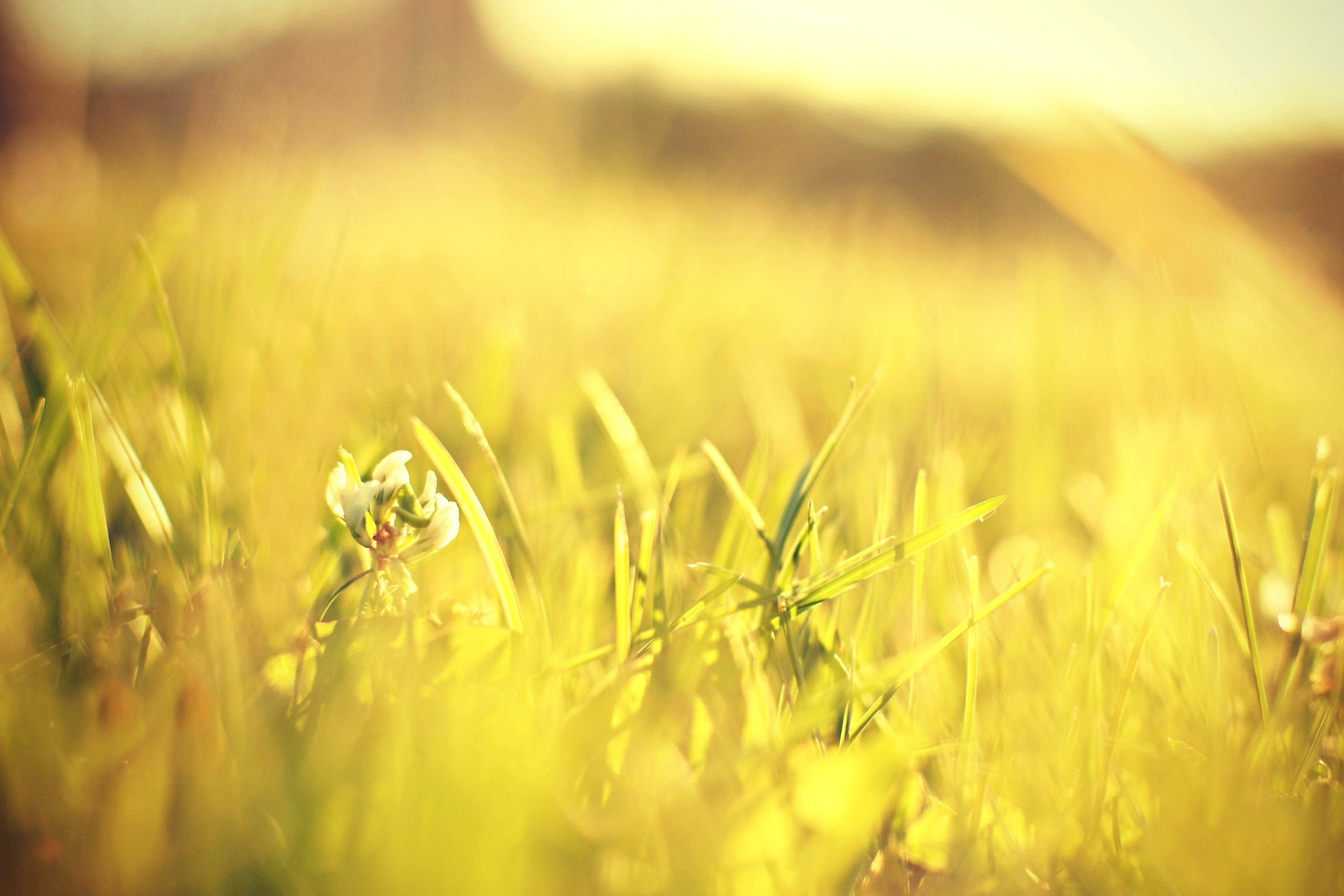 Macro Grass on Meadow screenshot #1 2880x1920