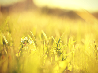 Sfondi Macro Grass on Meadow 320x240