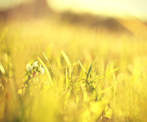 Macro Grass on Meadow screenshot #1 480x400