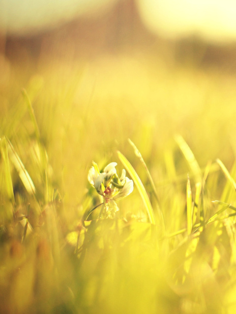 Macro Grass on Meadow screenshot #1 480x640