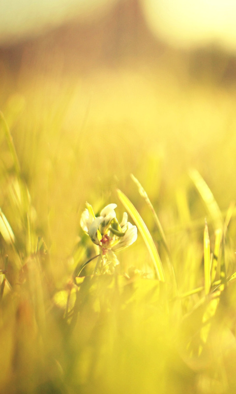 Das Macro Grass on Meadow Wallpaper 480x800