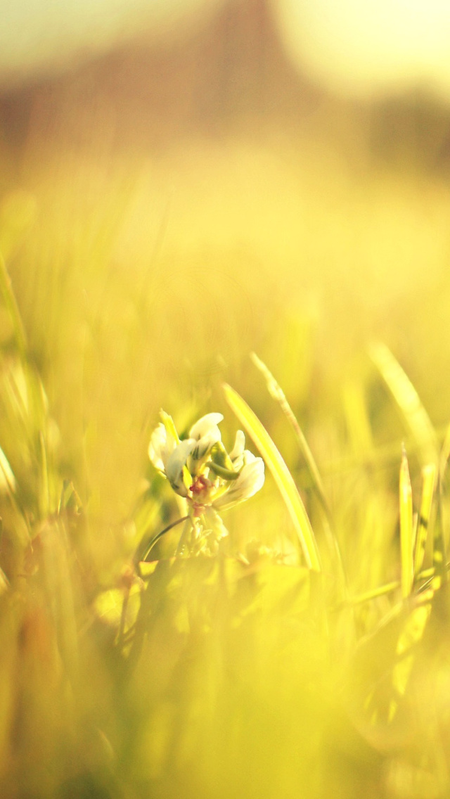Sfondi Macro Grass on Meadow 640x1136