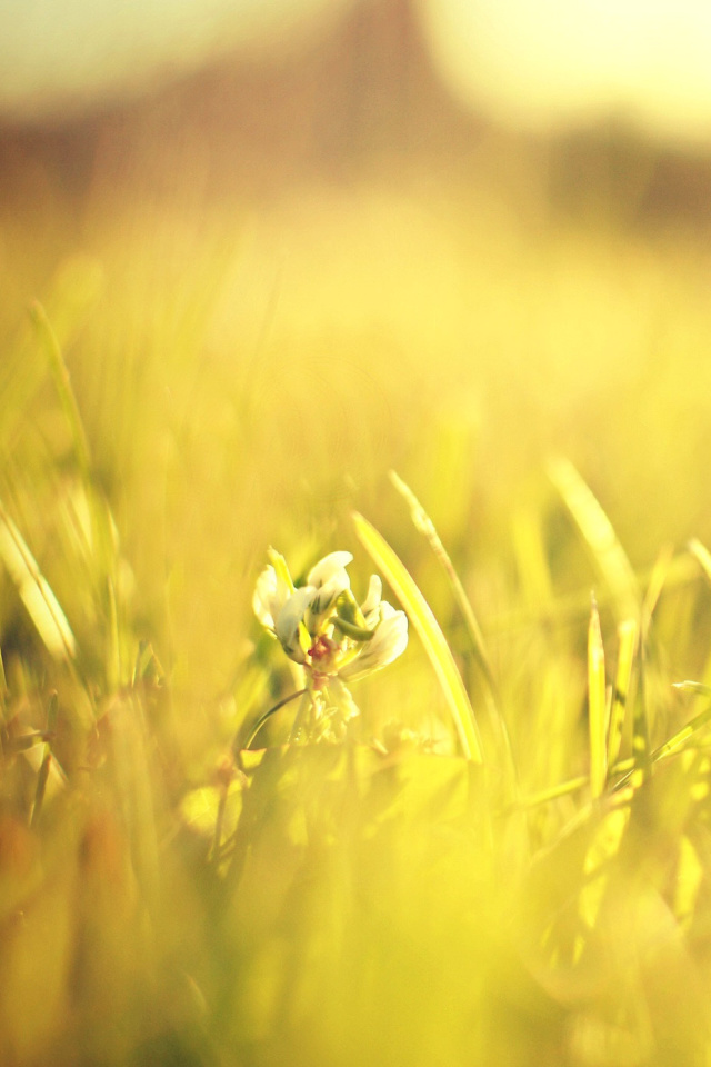 Обои Macro Grass on Meadow 640x960