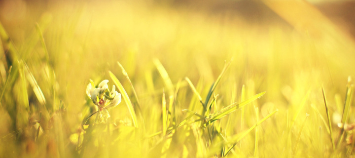 Macro Grass on Meadow screenshot #1 720x320