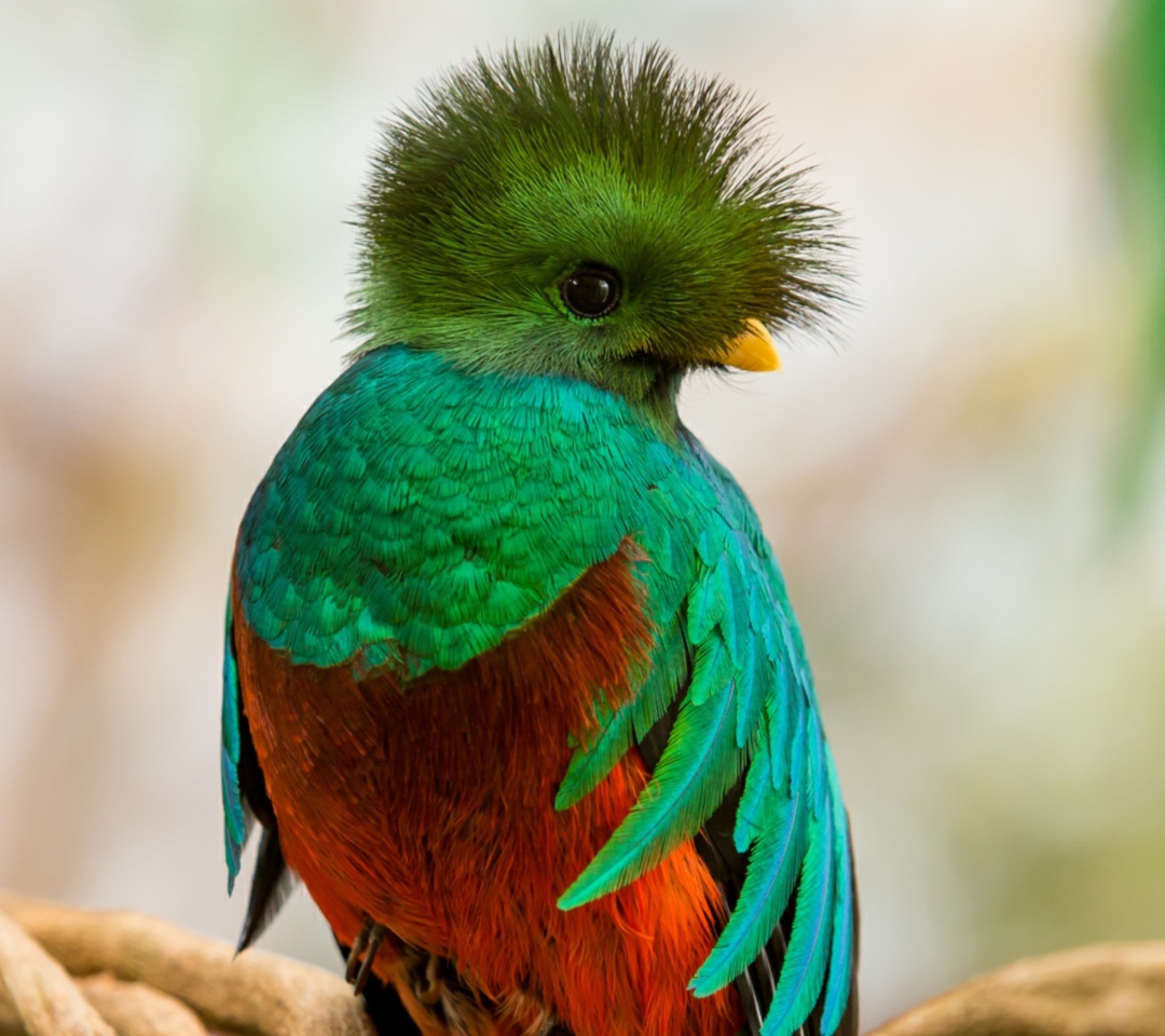 Fondo de pantalla Quetzal 1080x960