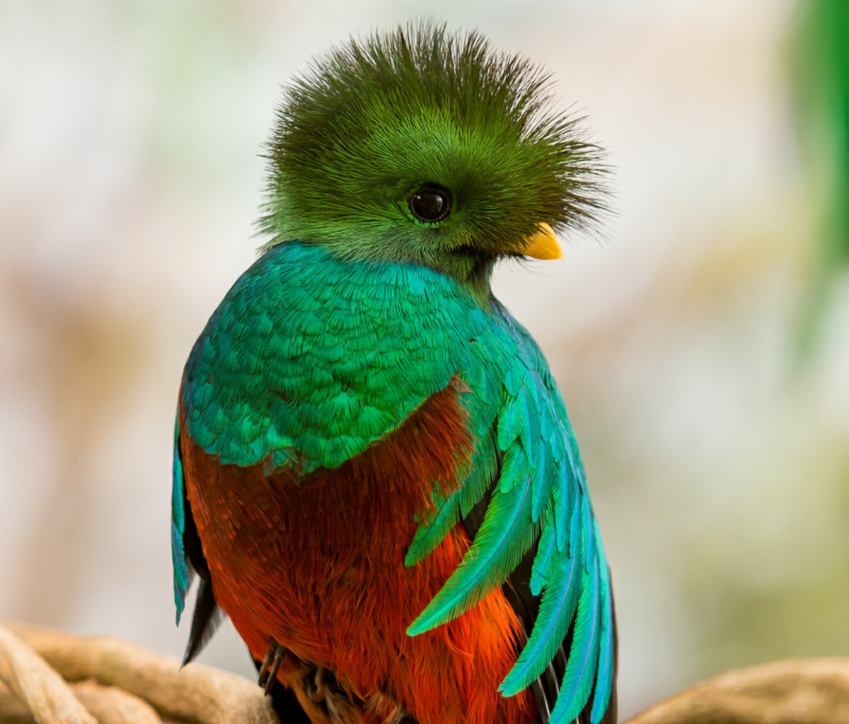 Fondo de pantalla Quetzal 1200x1024