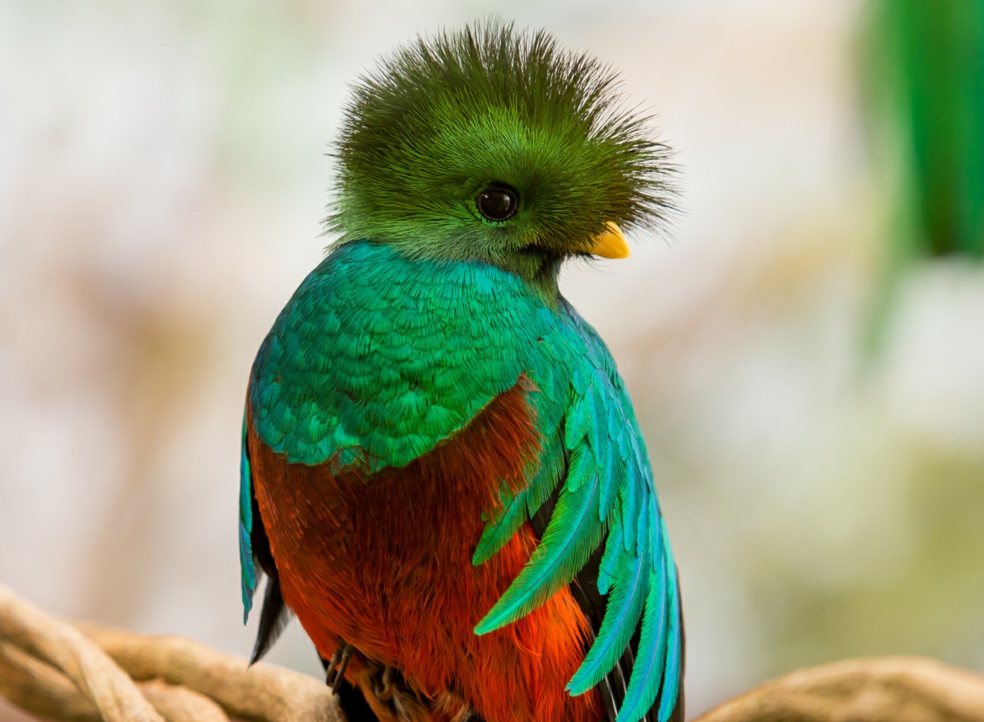 Sfondi Quetzal 1920x1408