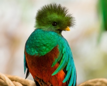 Sfondi Quetzal 220x176