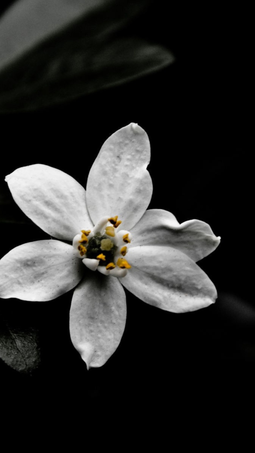 Обои White Flower On Black 1080x1920
