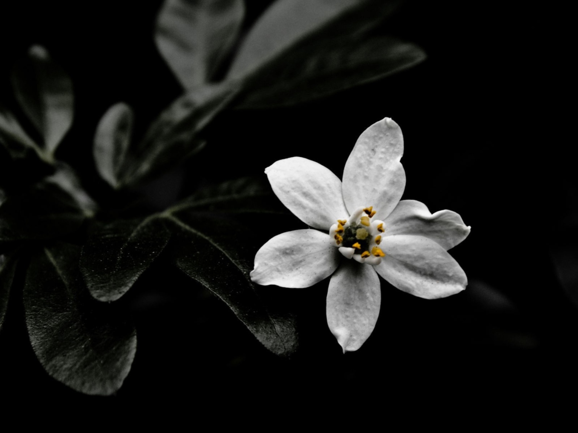 Обои White Flower On Black 1152x864