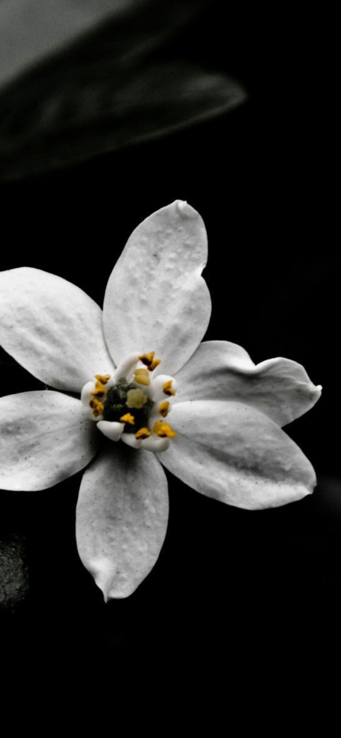 Обои White Flower On Black 1170x2532