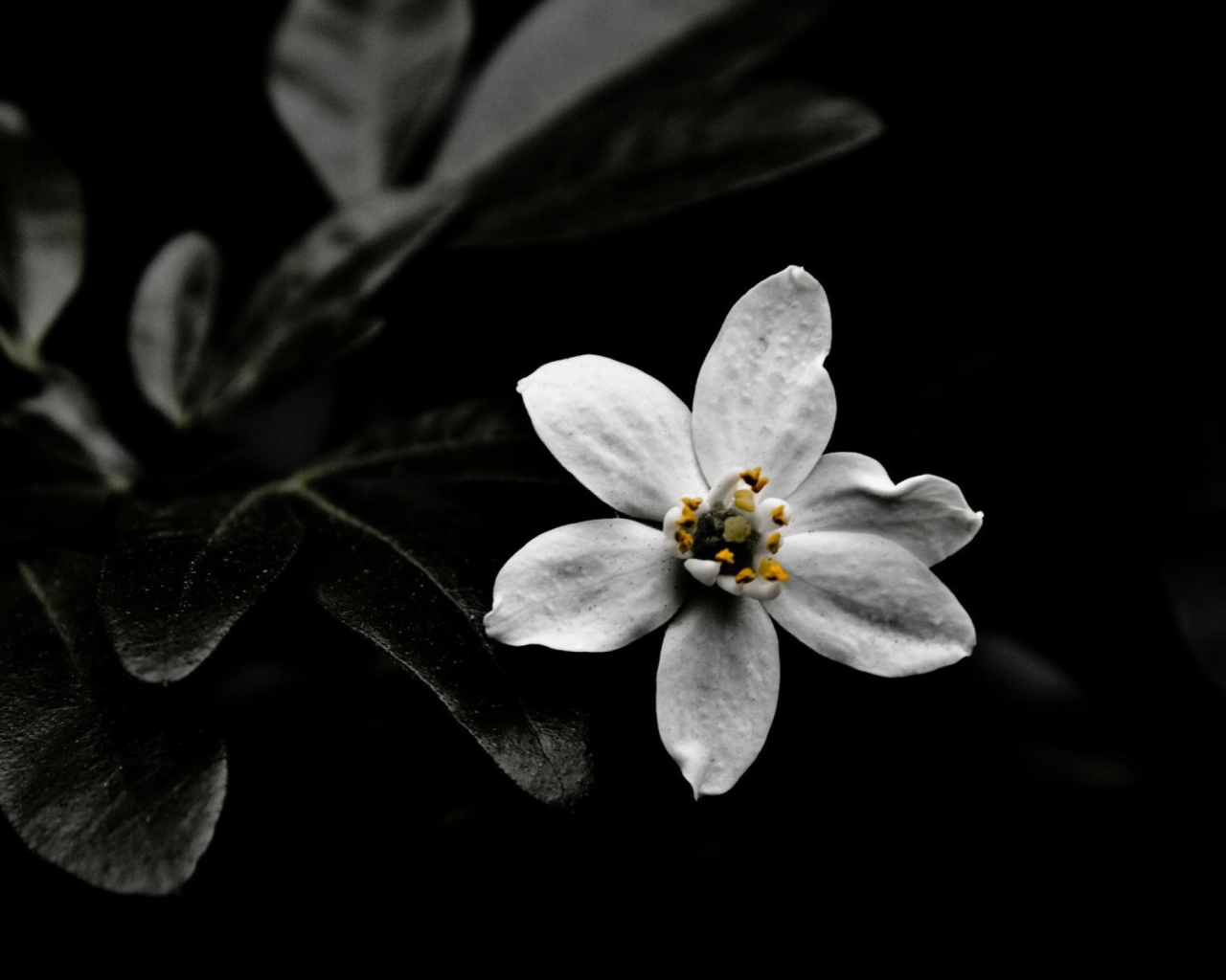 Обои White Flower On Black 1280x1024