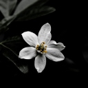 Screenshot №1 pro téma White Flower On Black 128x128