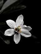 White Flower On Black screenshot #1 132x176