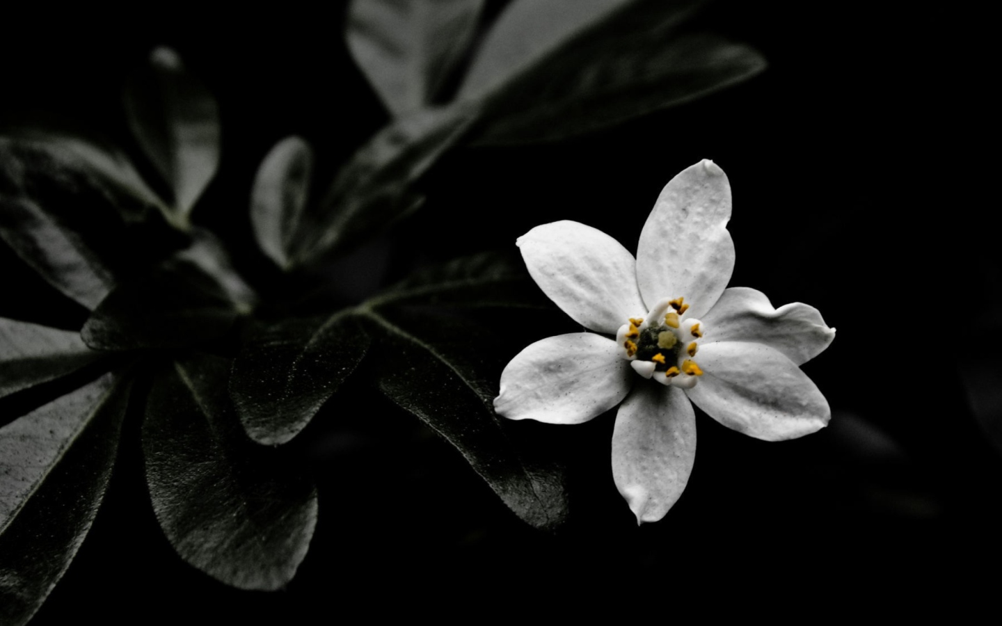 Обои White Flower On Black 1440x900