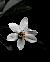 Обои White Flower On Black 176x220