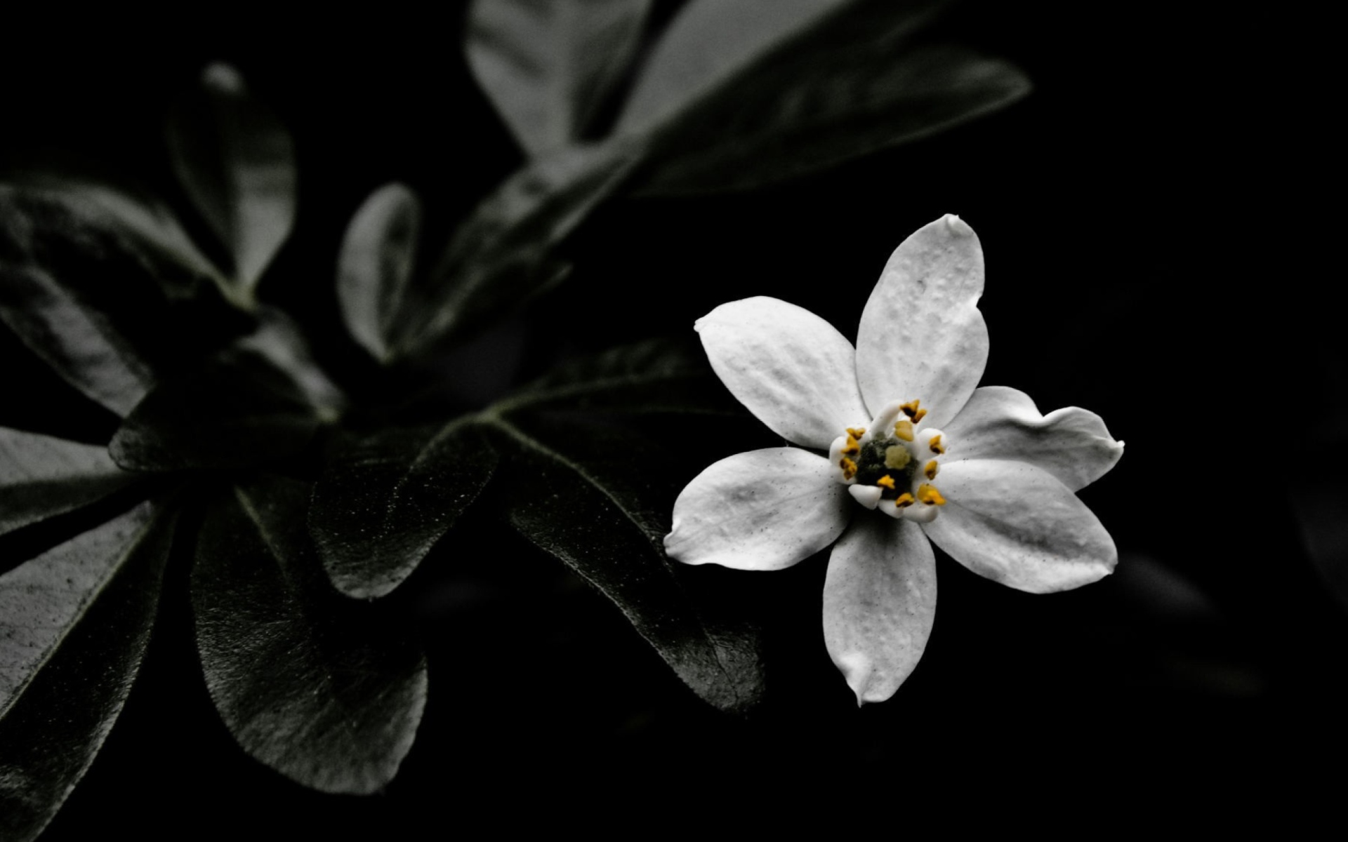 Das White Flower On Black Wallpaper 1920x1200