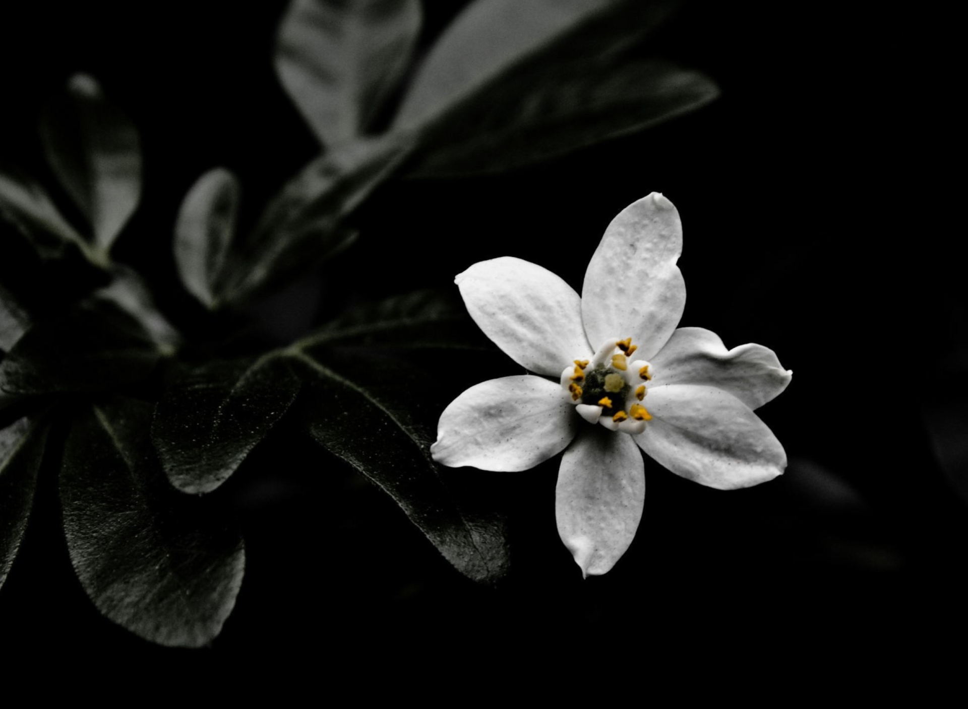 Обои White Flower On Black 1920x1408