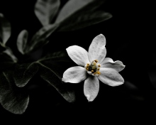 Das White Flower On Black Wallpaper 220x176